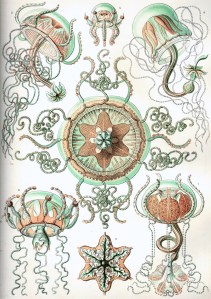 Ernst Haeckel - Trachomedusae, 1904 (wiki commons)